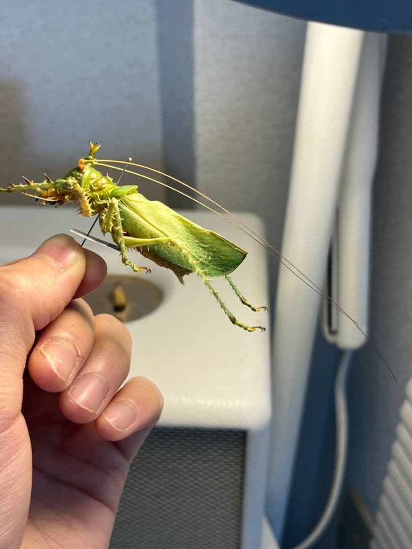 【色残抜群】トゲアクマツユムシ リオック 直翅類 カマキリ マンティス　標本