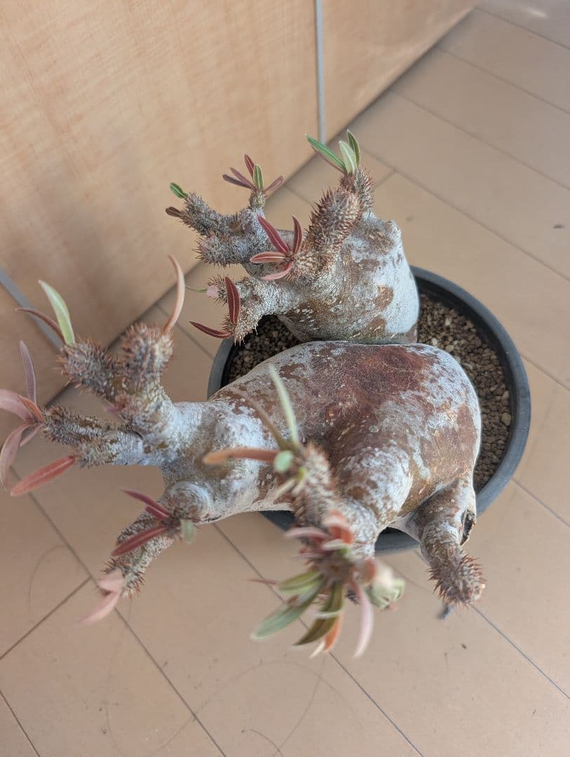 パキポディウム　イノビナツム2頭レア