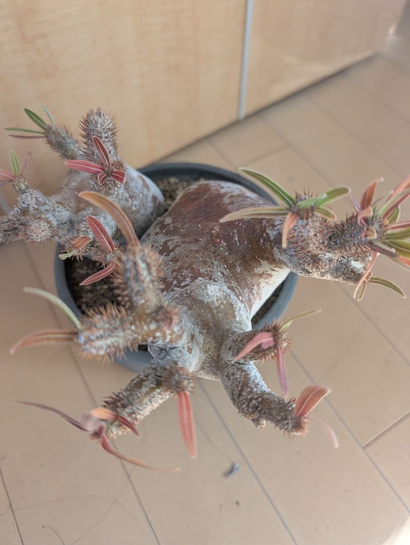 パキポディウム　イノビナツム2頭レア