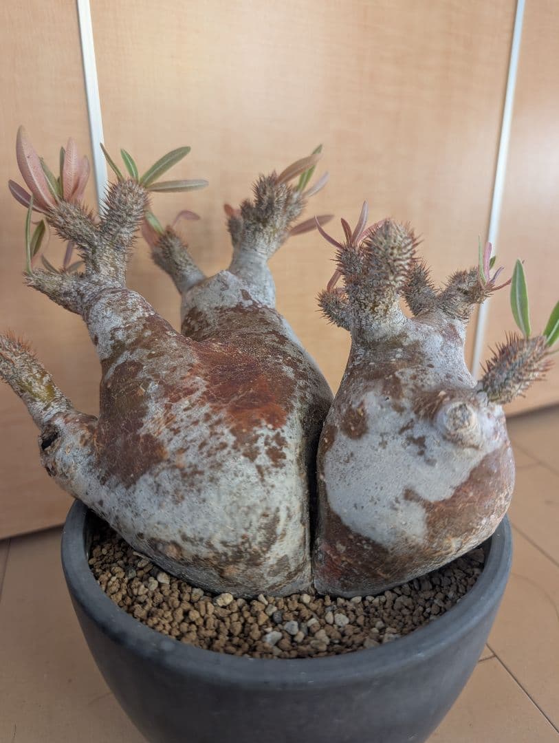 パキポディウム　イノビナツム2頭レア