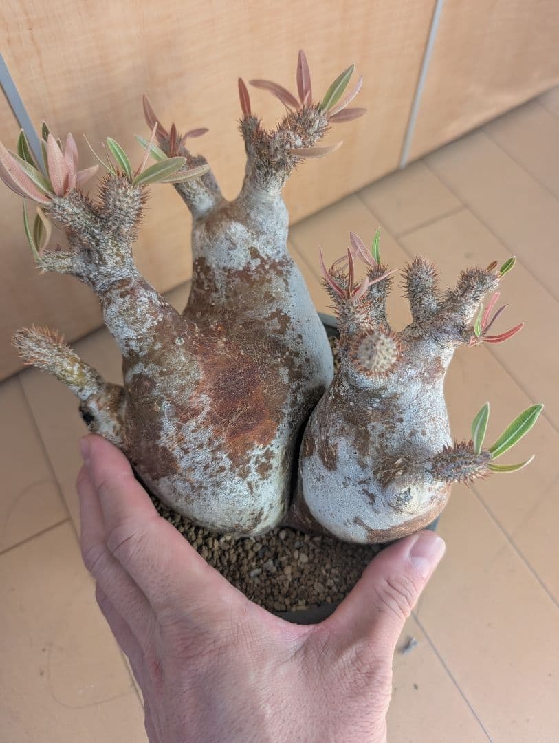 パキポディウム　イノビナツム2頭レア