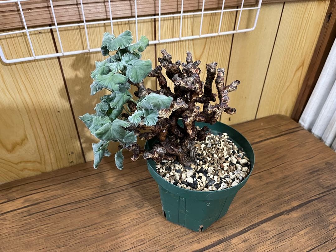 ペラルゴニウム　ミラビレ