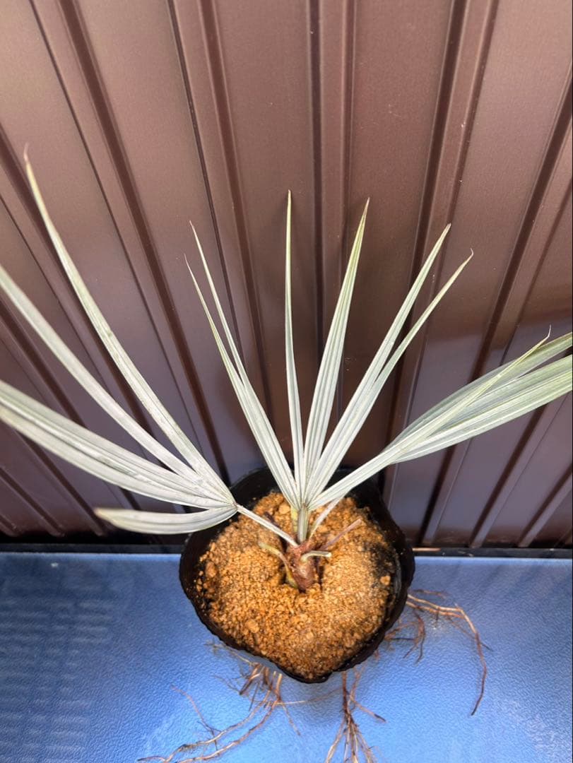 ブラヘア アルマータ I特白個体