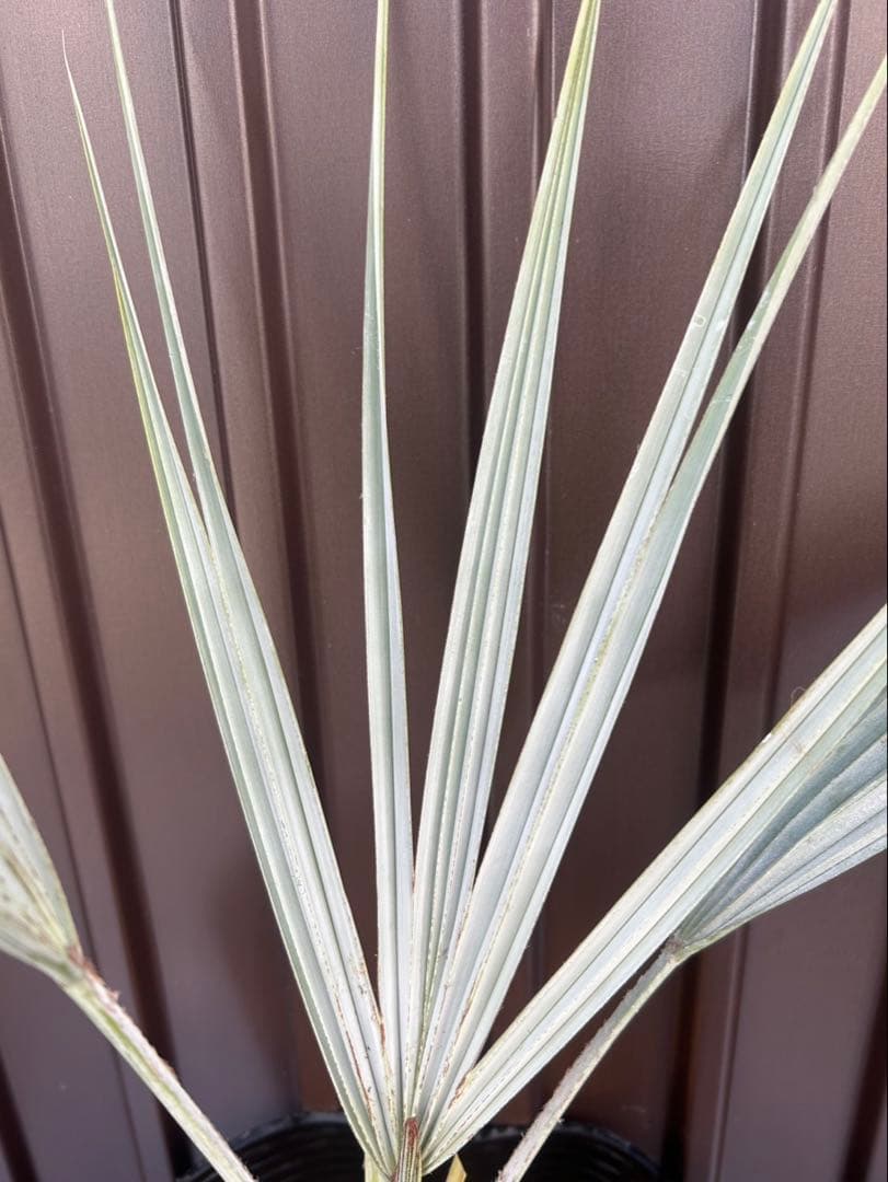 ブラヘア アルマータ I特白個体