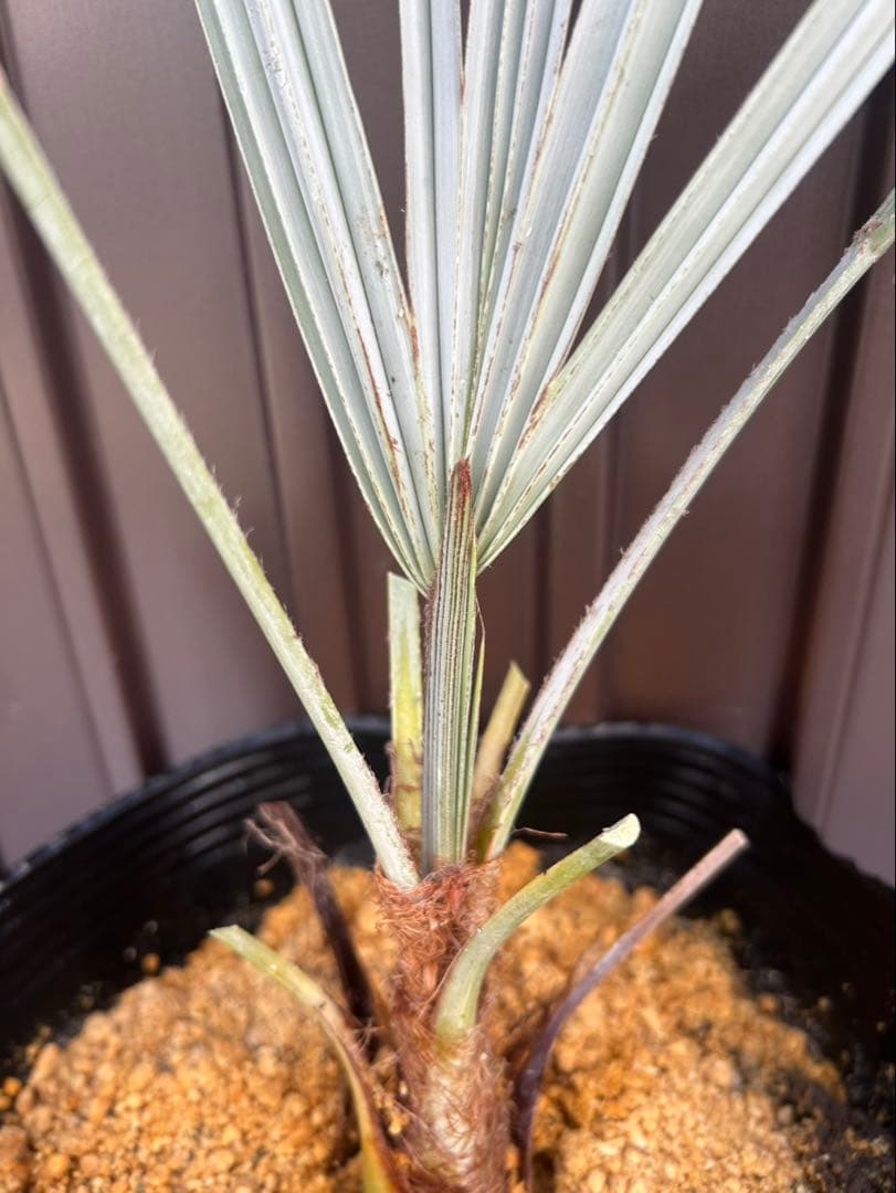 ブラヘア アルマータ I特白個体