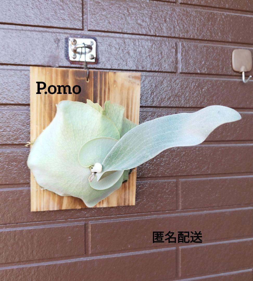 P.ｏｍｏ　株分　 元祖白系ビカクシダ