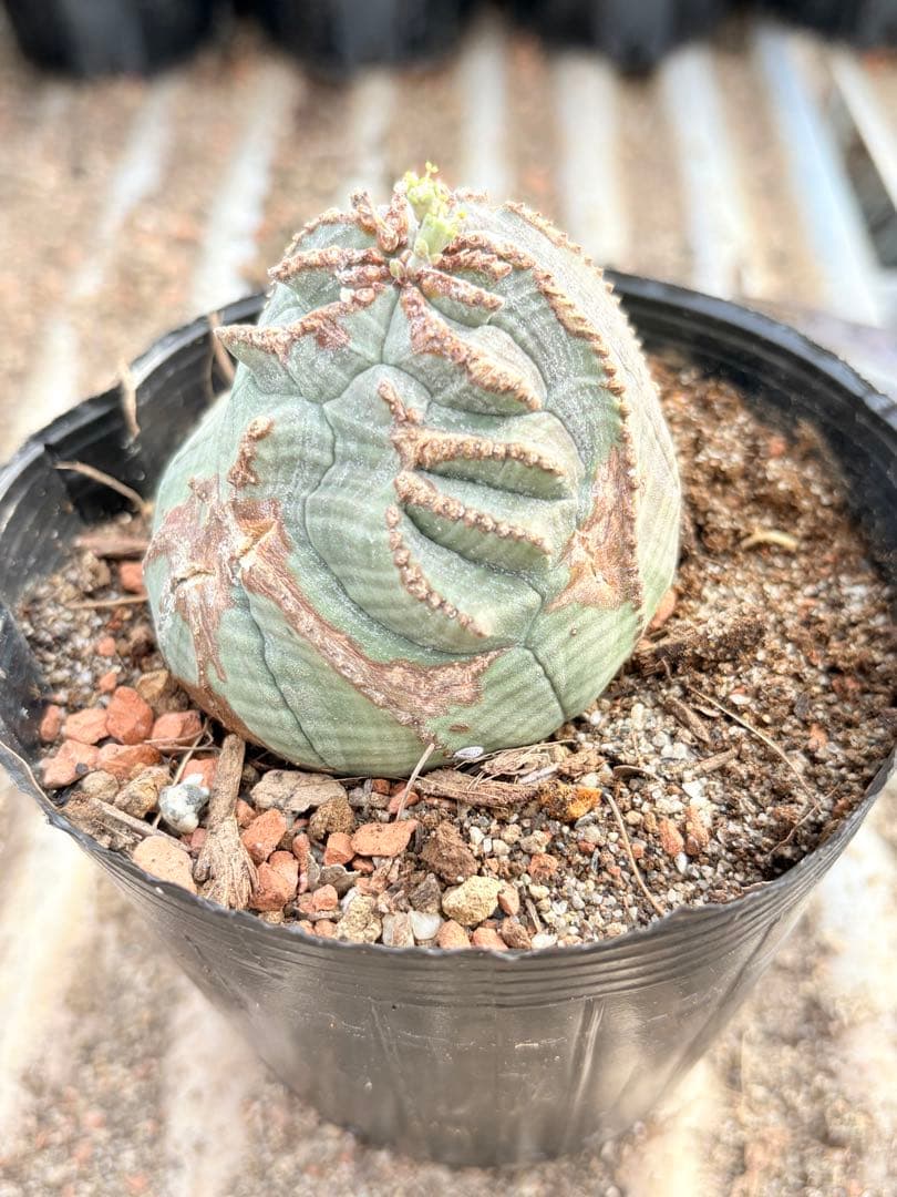 レア　ユーフォルビア オベサ モンスト 綴化