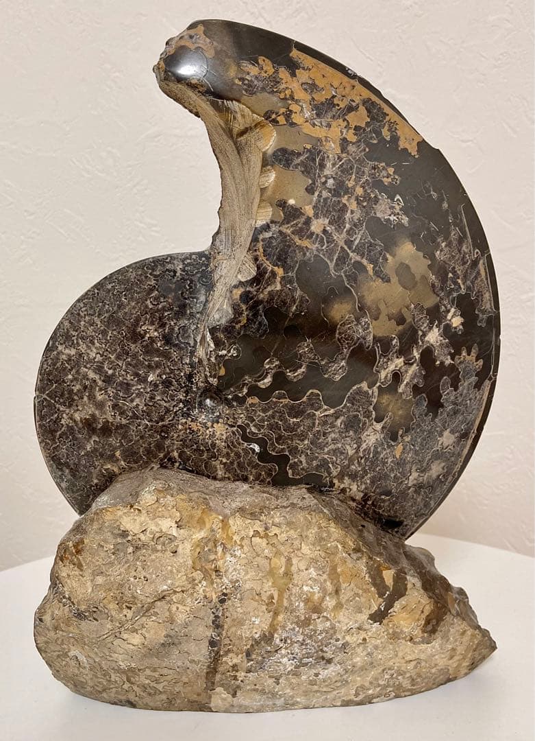 アンモナイト 化石 メキシコ産 大型 5.7kg 貴重 海外持出禁止◆入手困難