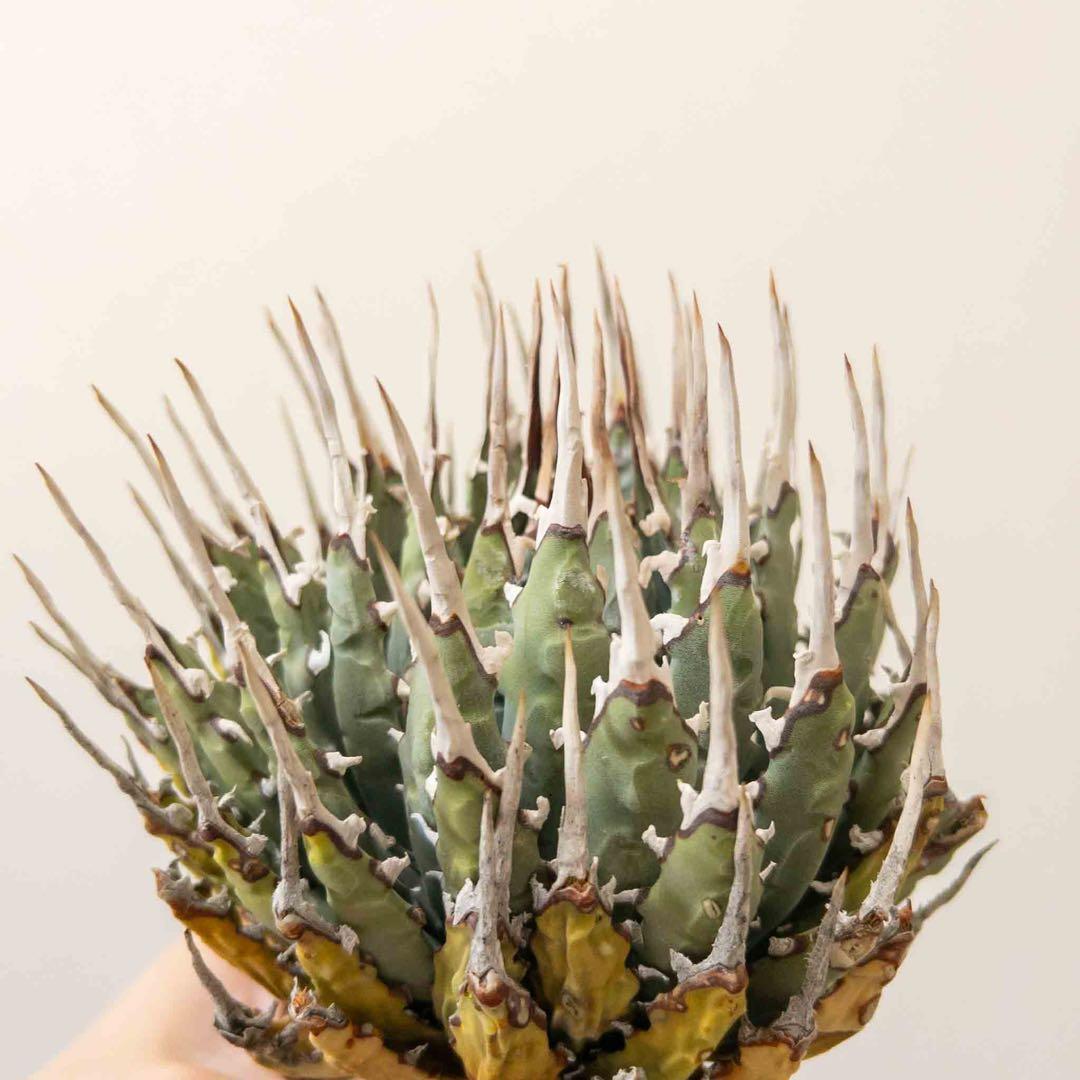 20 微発根済み ユタエンシス エボリスピナ 現地株 ベアルート 陽炎 アガベ