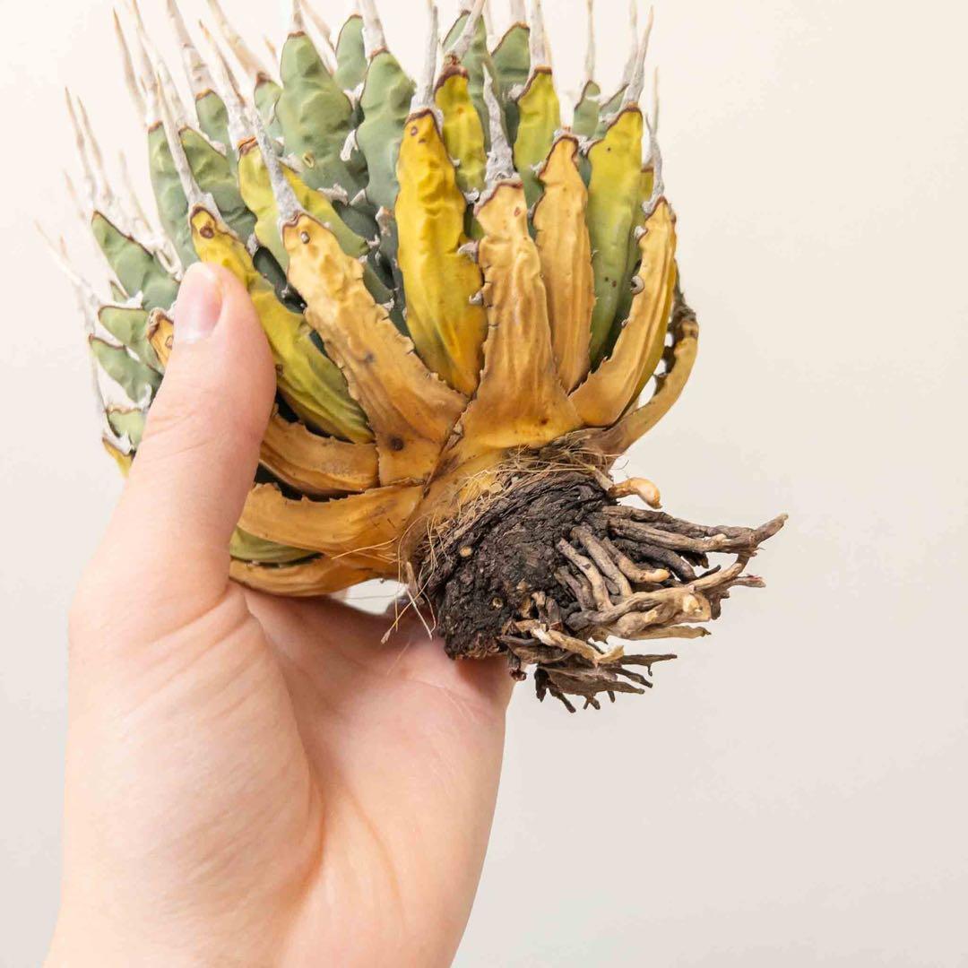 20 微発根済み ユタエンシス エボリスピナ 現地株 ベアルート 陽炎 アガベ