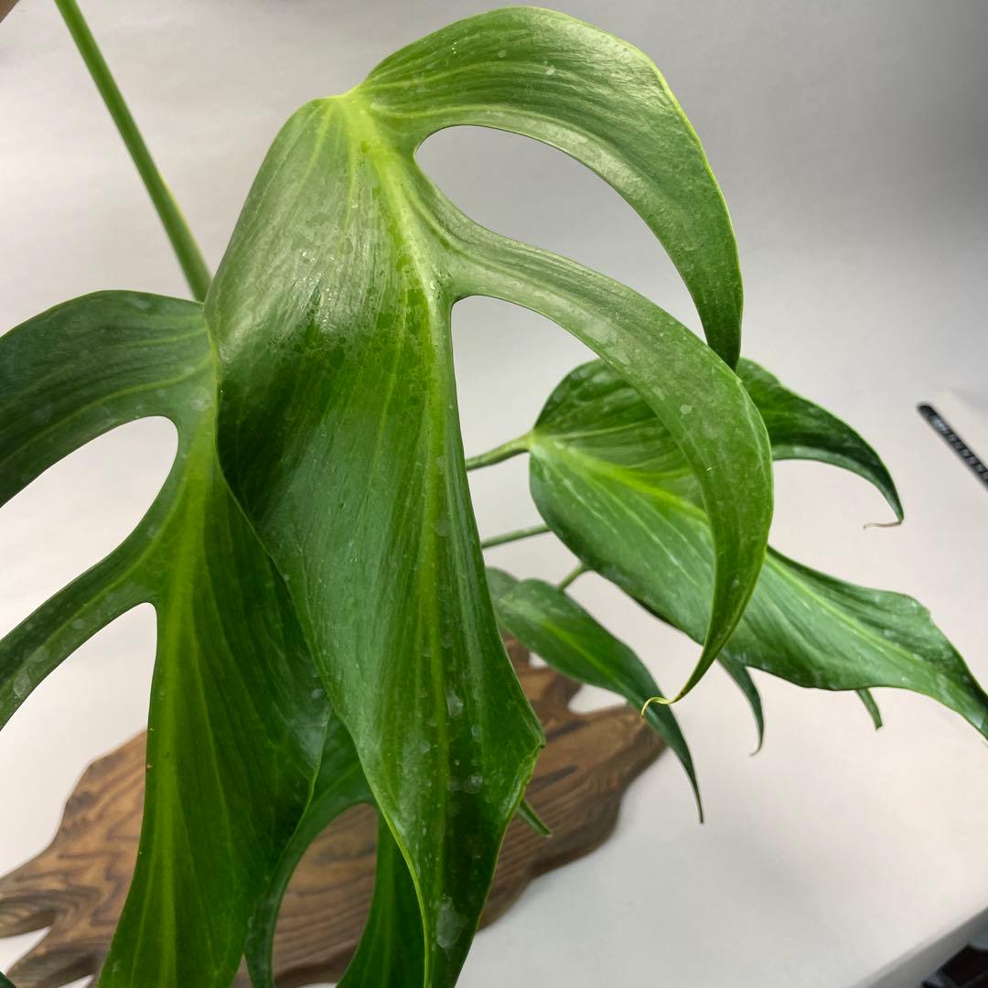 p*r様 L025モンステラ バールマルクスフレーム