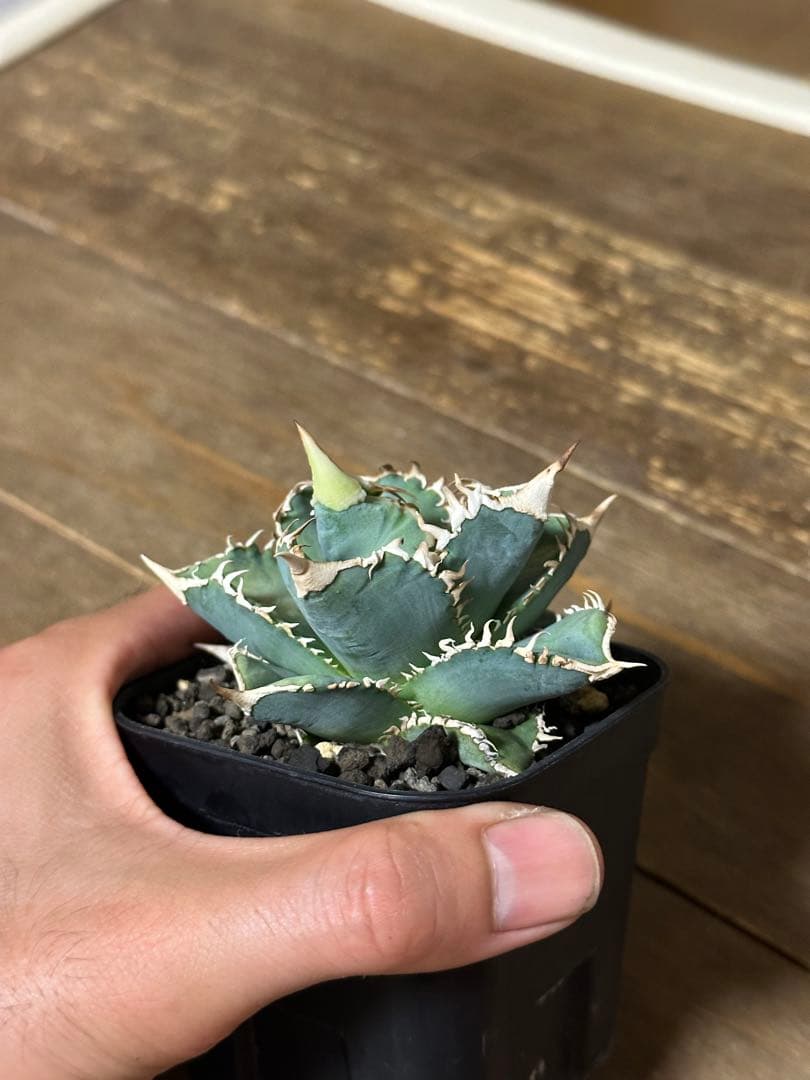 CJ Special NS.3 CJスペシャル