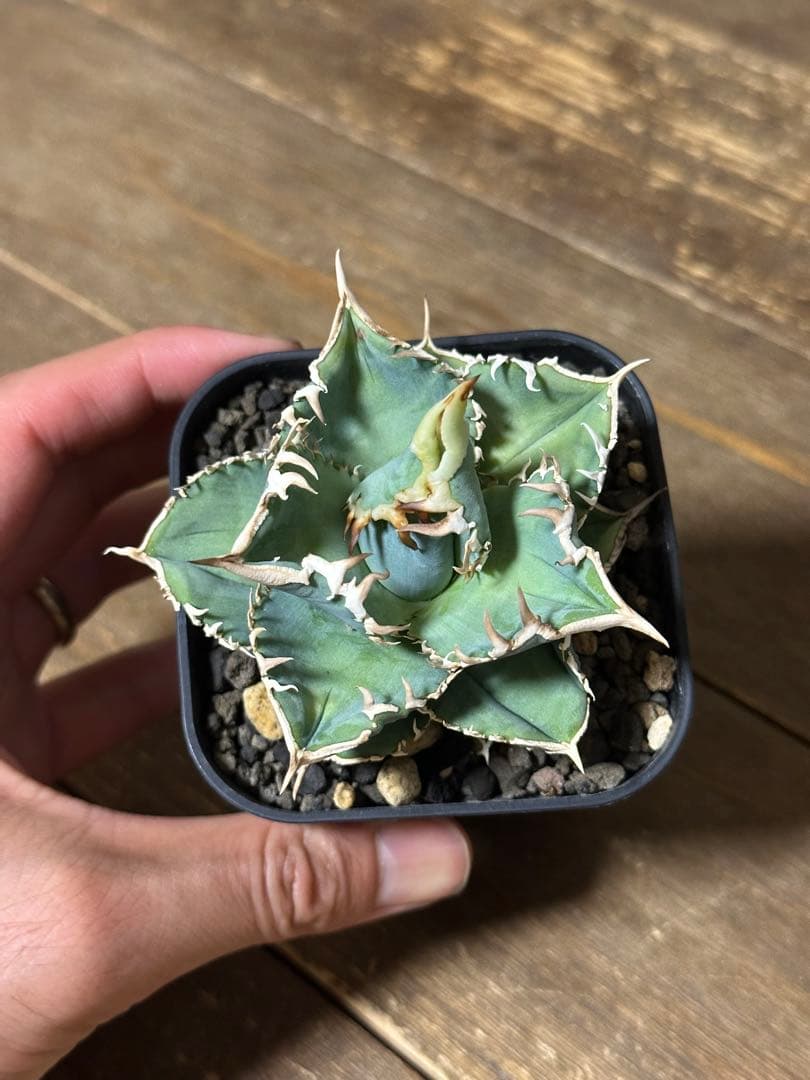 CJ Special NS.3 CJスペシャル