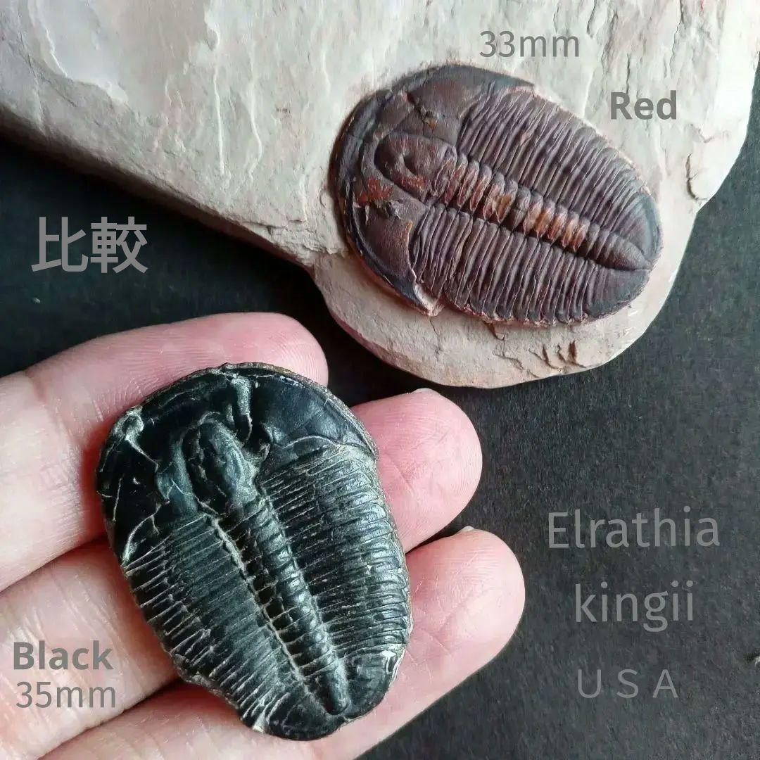 三葉虫　エルラシア　レッド　特大　33mm　ＵＳＡ　完全体　極美麗　極めて希少