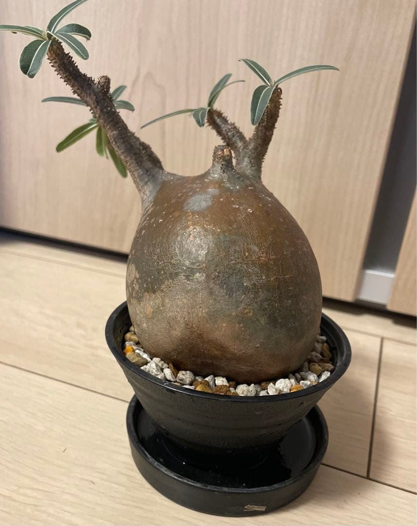 塊根植物 パキポディウム　グラキリス　緑肌　現地球　現地株　発根済み　緑肌