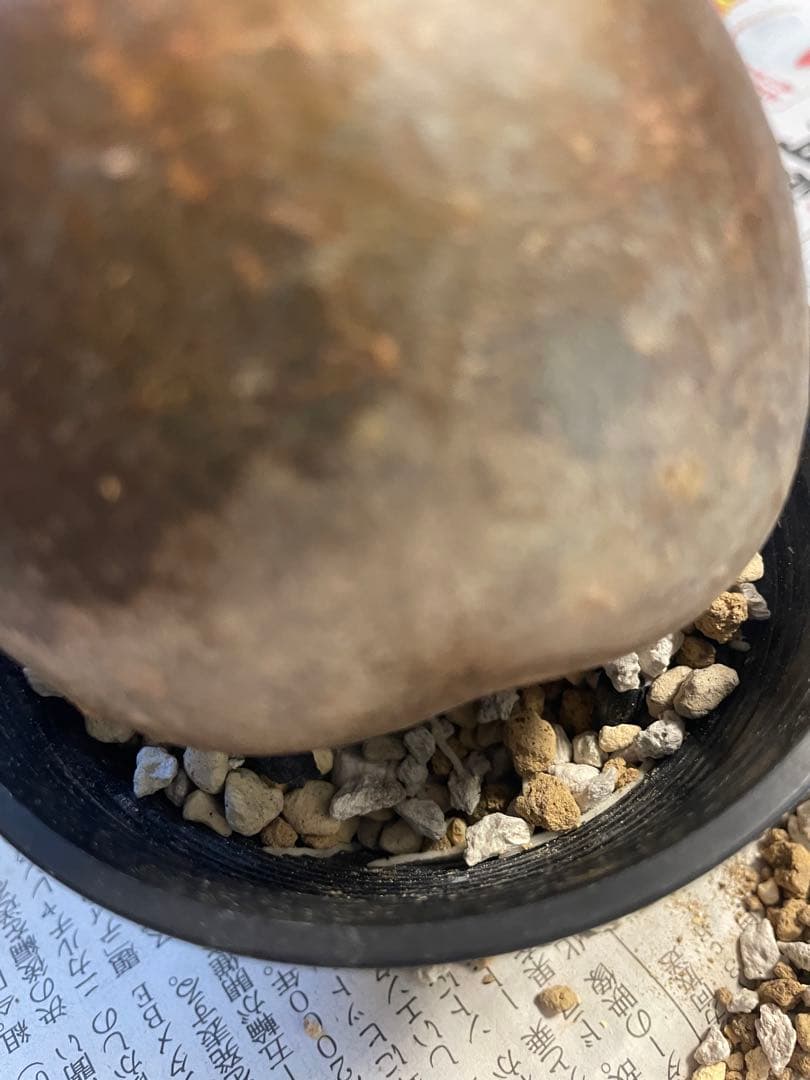 塊根植物 パキポディウム　グラキリス　緑肌　現地球　現地株　発根済み　緑肌