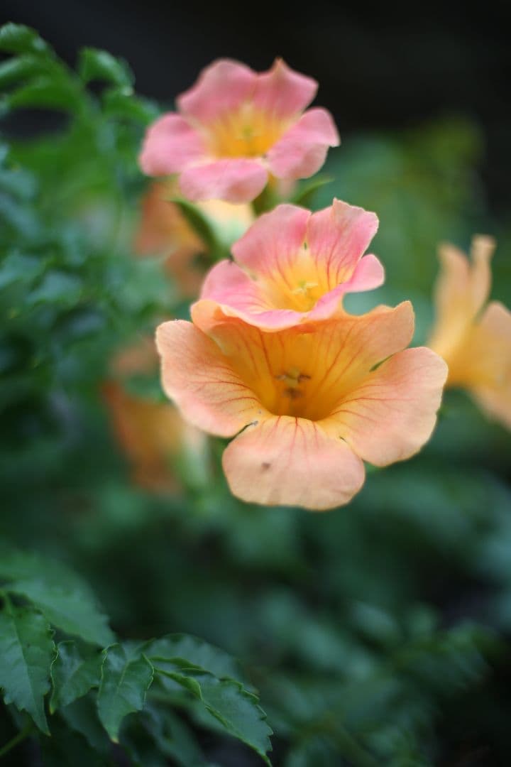 Canon EOS 5D Mark III デジタル一眼レフ