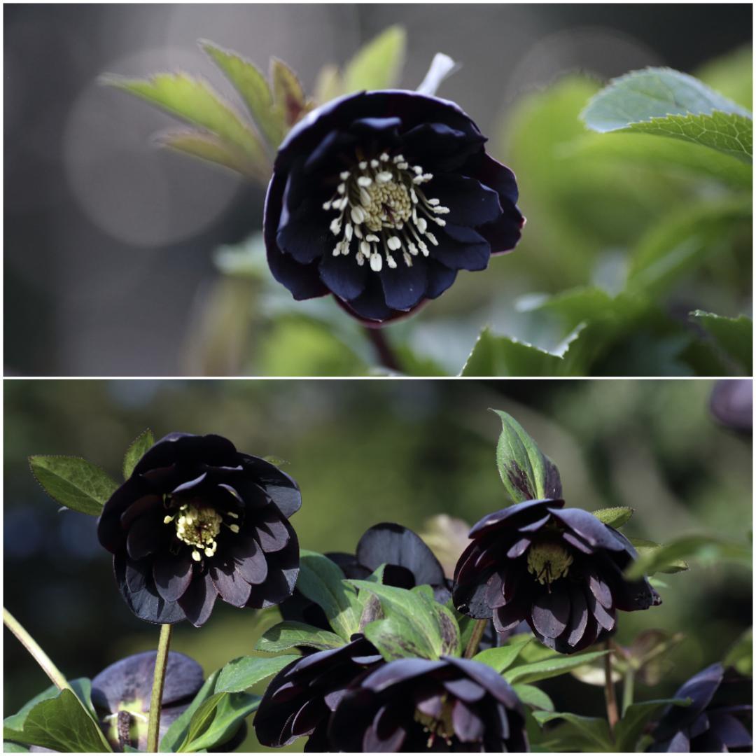 バカ息子と親バカ クリスマスローズ 開花実績株 小苗 セット