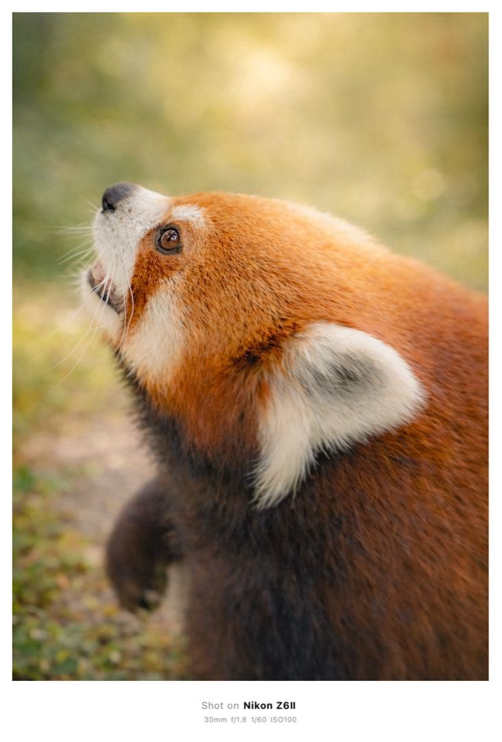 【美品】Nikon Z 6 II＋Z24-70mm 広角単焦点レンズ・おまけあり