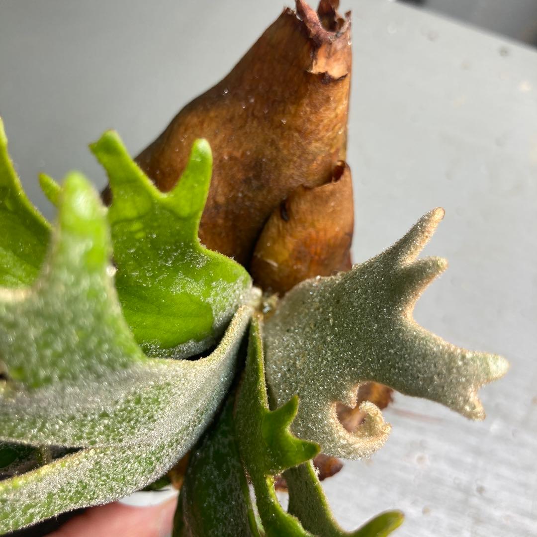 ビカクシダ ジェイドガールスポア　ウィリンキー　jade girl 胞子