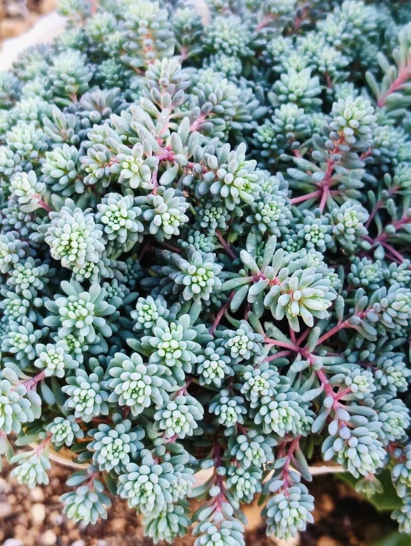 多肉植物　セダム　ヒスパニカムプルプレア　20カット