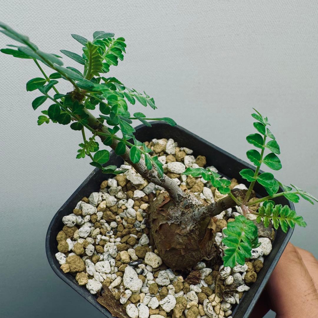 【実生素材】パキコルムスディスカラー