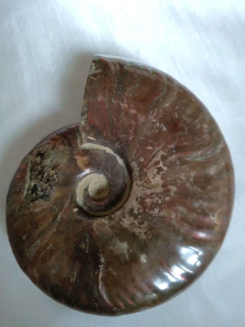 マダガスカル産 アンモナイト 化石 台座とオマケ付き