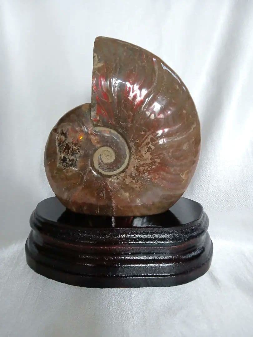 マダガスカル産 アンモナイト 化石 台座とオマケ付き