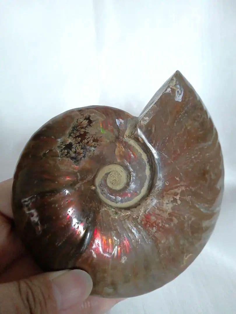 マダガスカル産 アンモナイト 化石 台座とオマケ付き