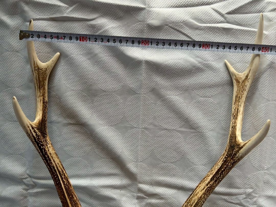 ②[1点もの] ハンティングトロフィー　鹿の角　頭蓋骨　日本鹿　スカル