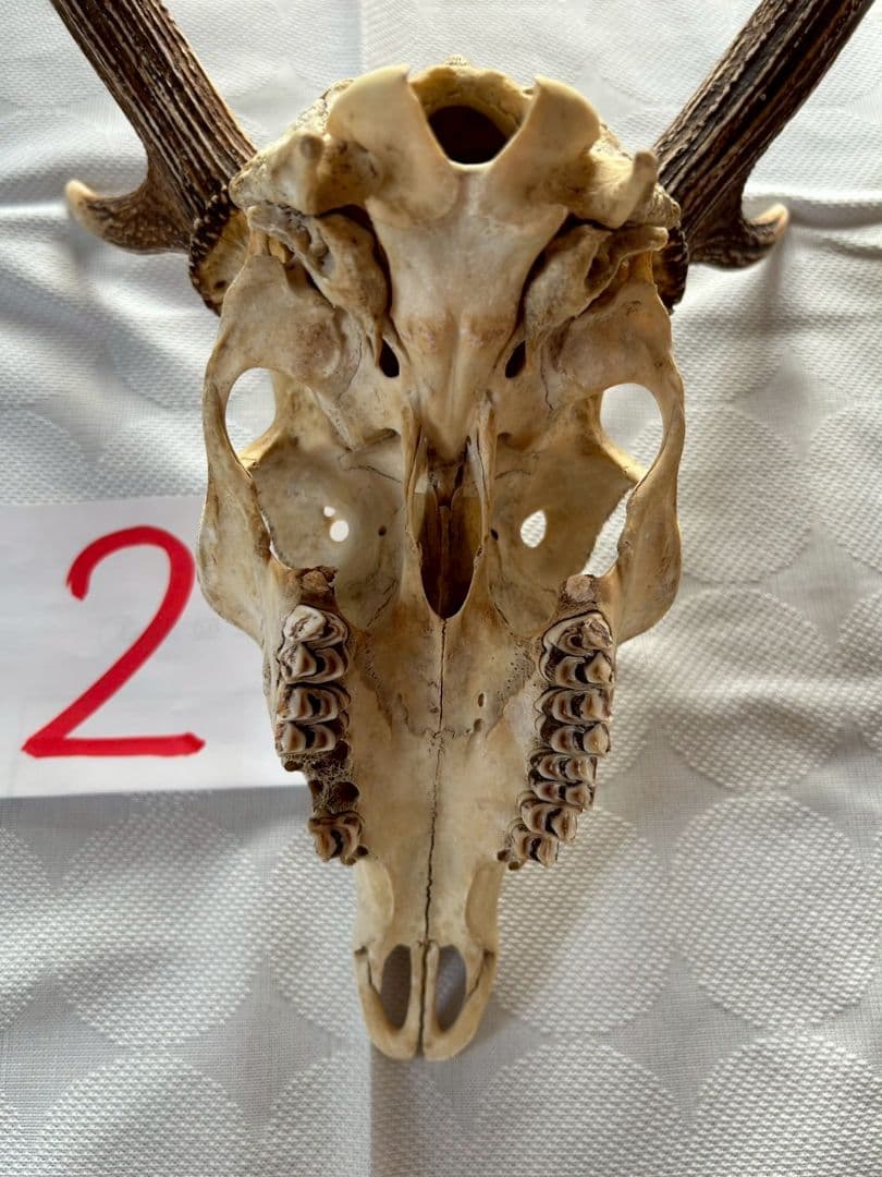 ②[1点もの] ハンティングトロフィー　鹿の角　頭蓋骨　日本鹿　スカル