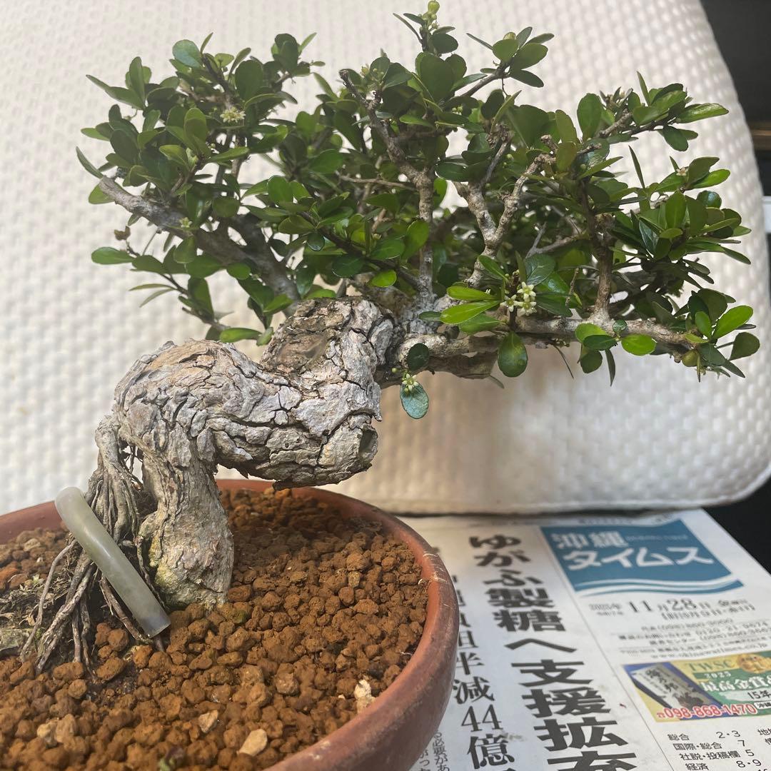 ハリツルマサキ(マッコウ)