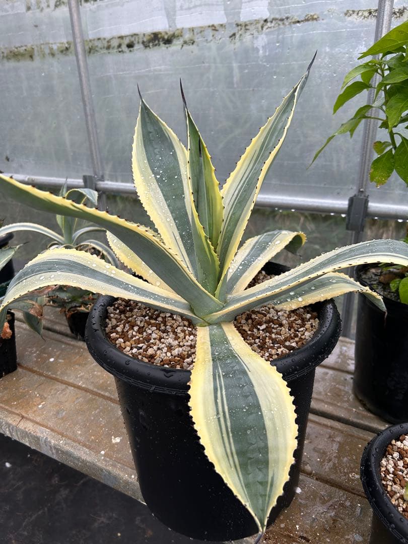 【美中株】アガベ　リップルエフェクト　発根済み