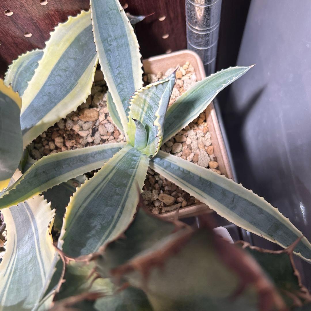 【美中株】アガベ　リップルエフェクト　発根済み