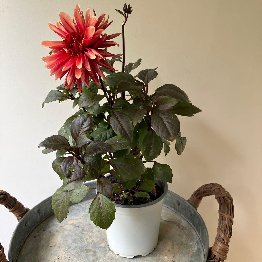 ダリア　チョコレート　アプリコット　① 軟質鉢※ラベルは違う色のがついています。