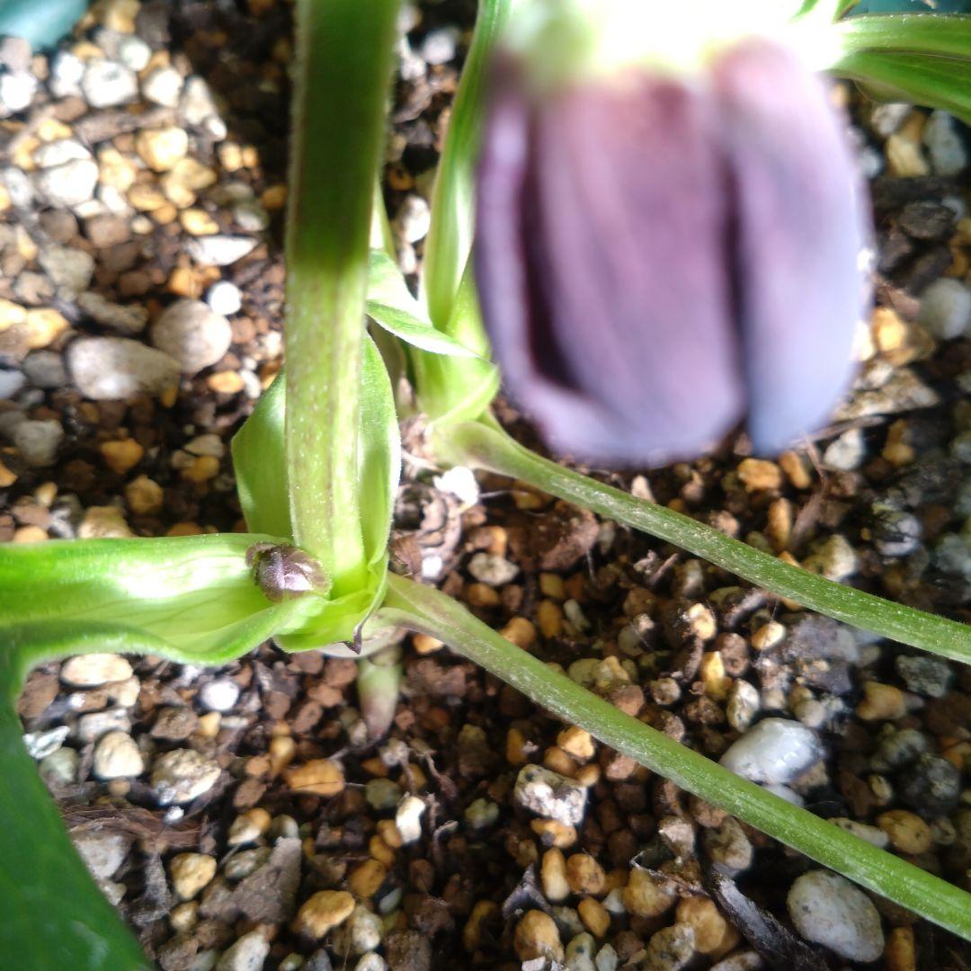 クリスマスローズ　ブラックdd　ウィンターシンフォニー　もうすぐ開花　蕾付