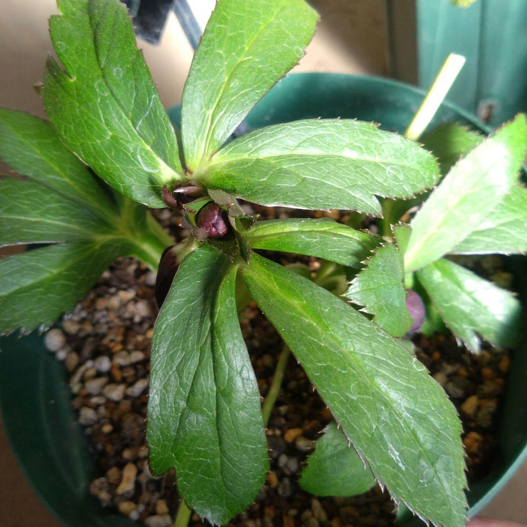 クリスマスローズ　ブラックdd　ウィンターシンフォニー　もうすぐ開花　蕾付