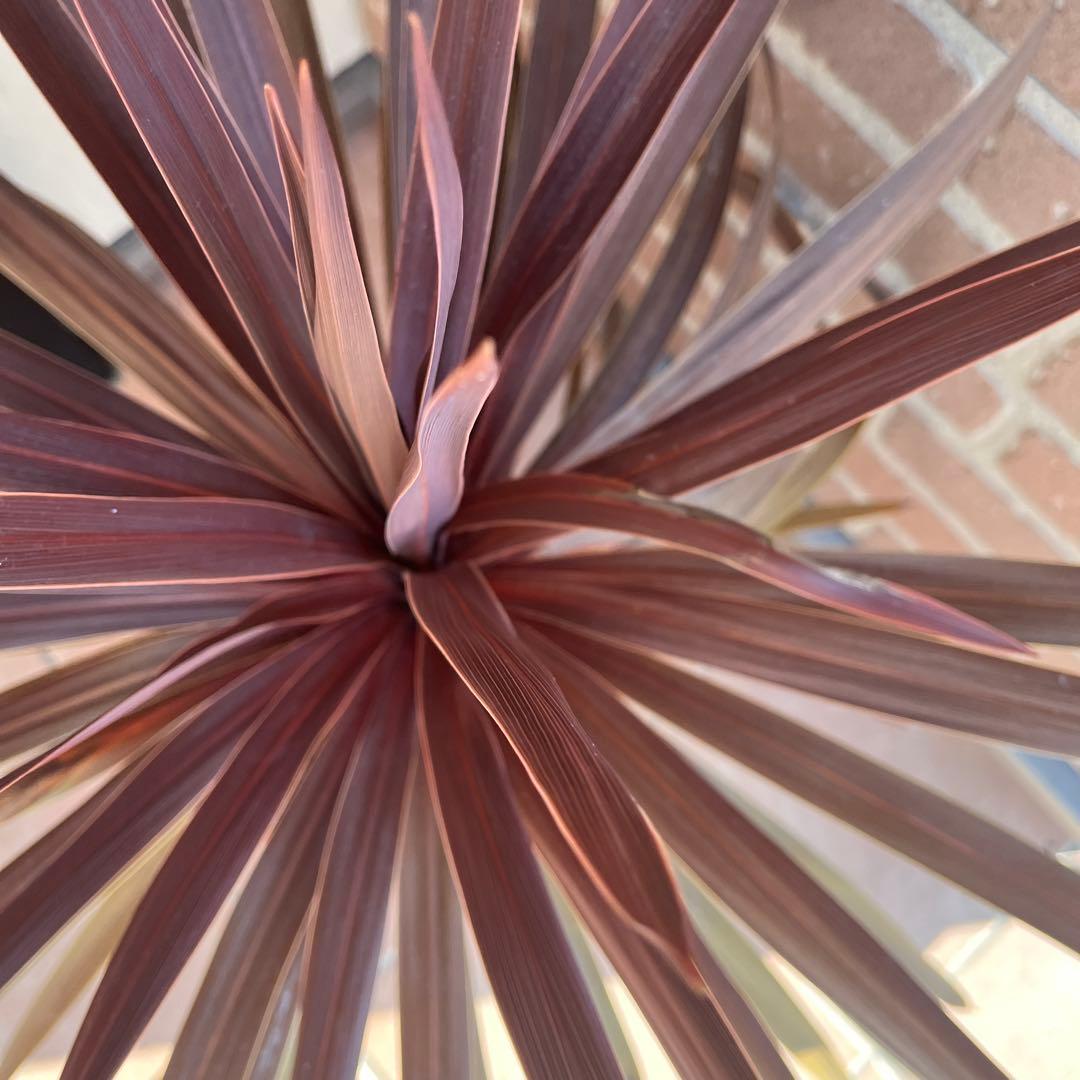 m*様 コルジリネ レッドスター 約70cm