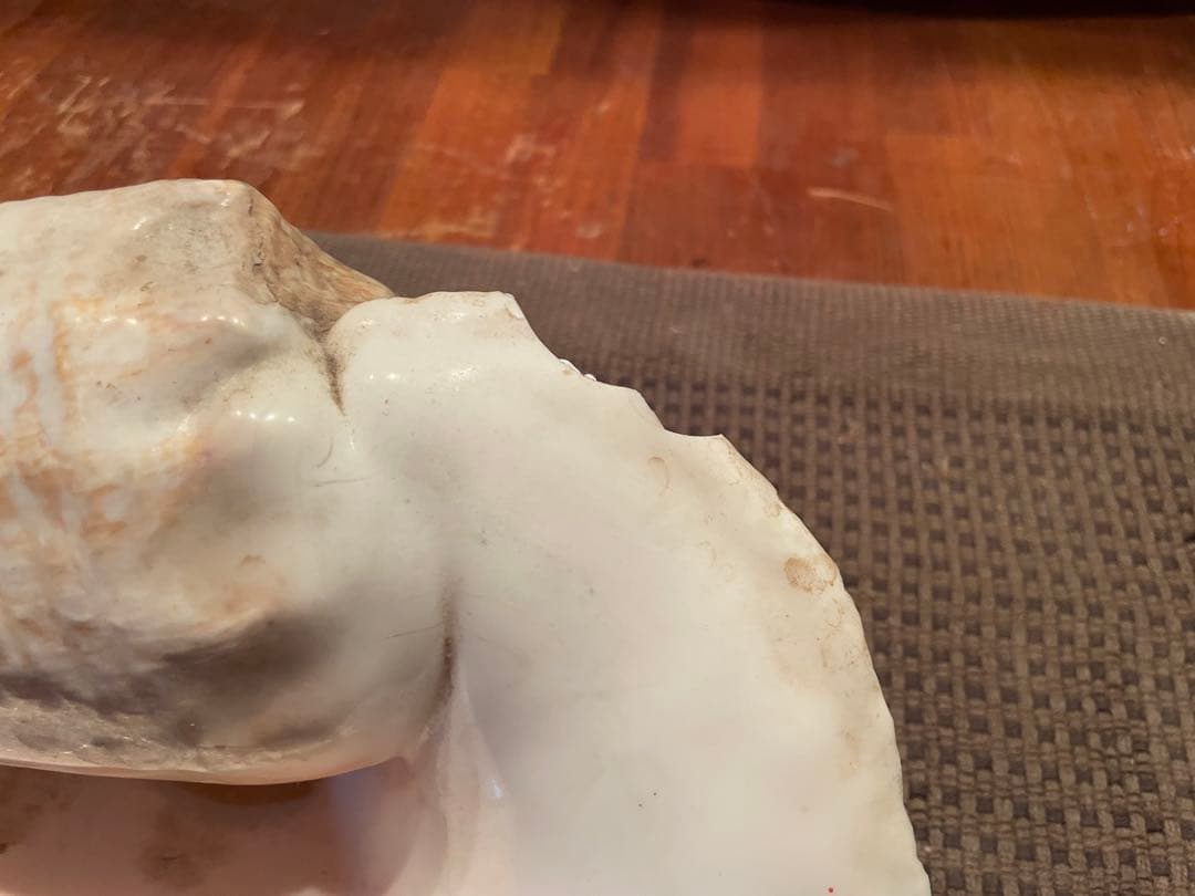 天然貝殻 インテリア装飾品 大きめ クイーンコンクシェル