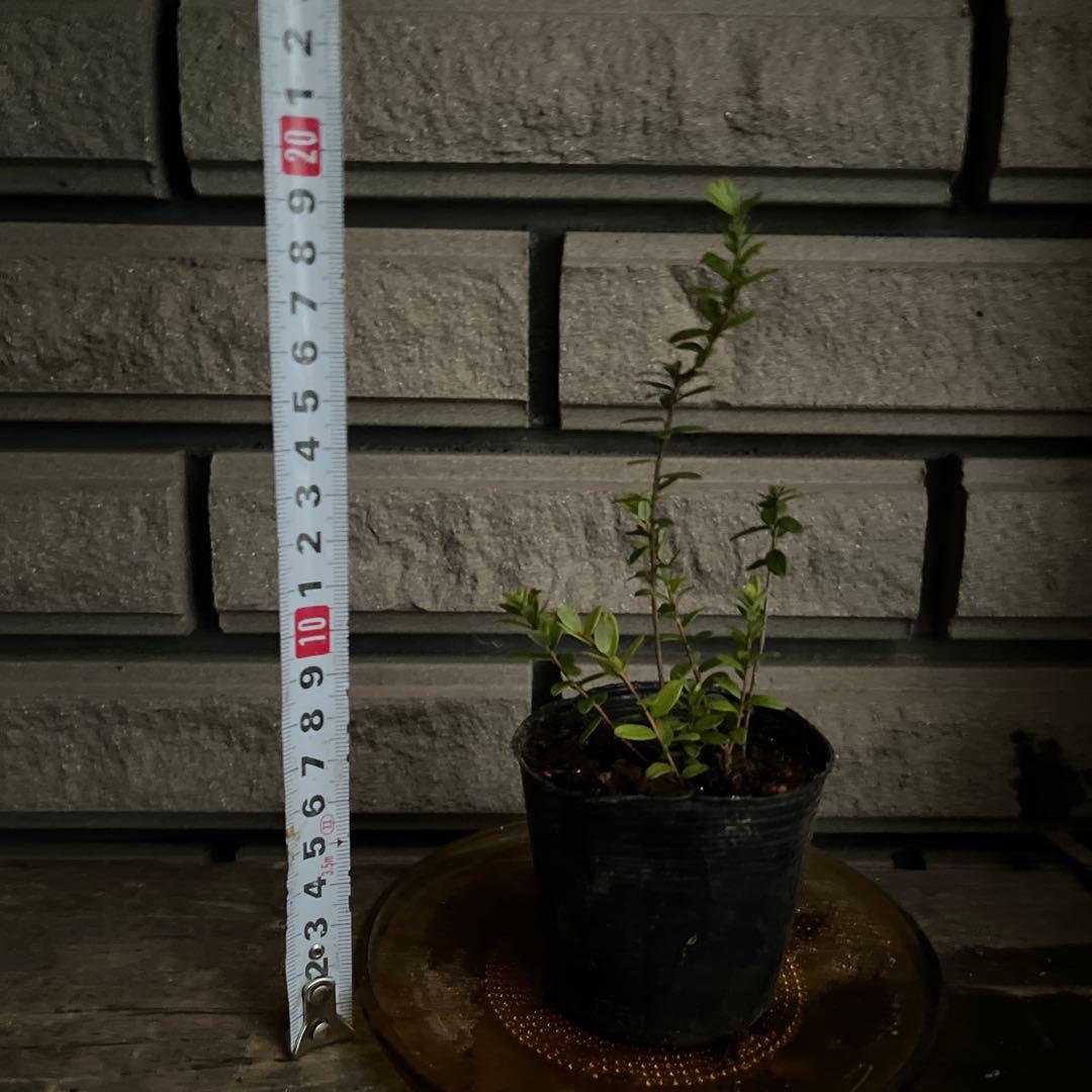 クランベリー苗　かわいいお庭