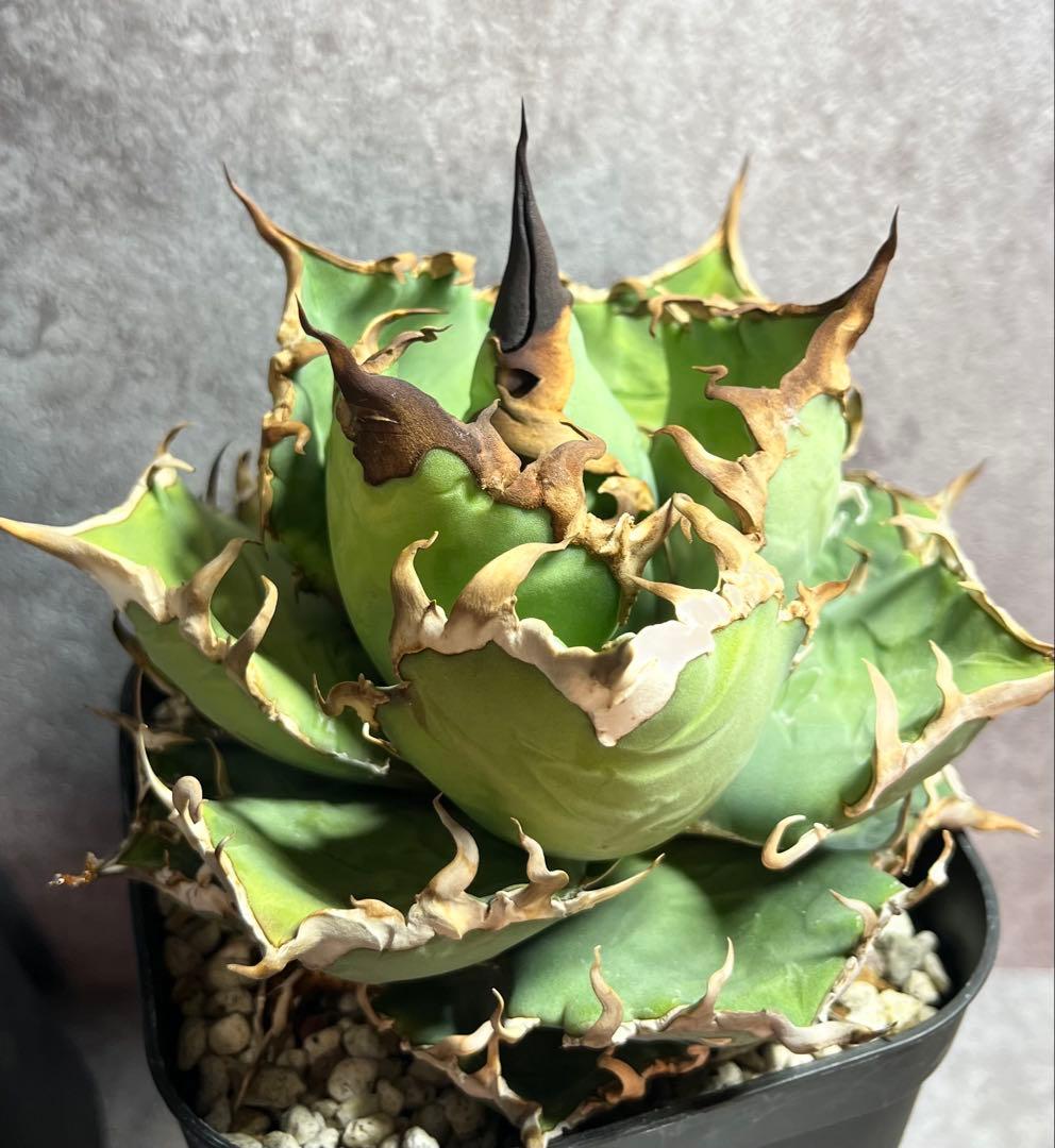 アガベ　チタノタ　シーザー　美株　ボール形　タグ付き　【S】