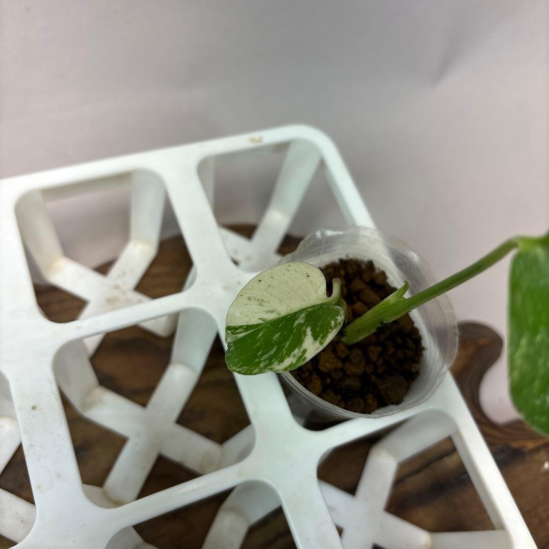 ち*え様 5株セットms54モンステラ バールマルクスフレーム