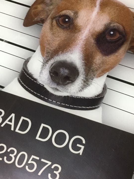 HiDef Art Glass ジャックラッセルテリア Oliver Gal