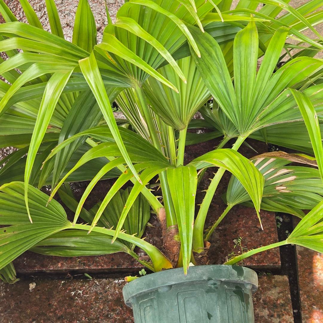 ✨️八丈島の椰子✨️ゆうパック着払い発送✨️