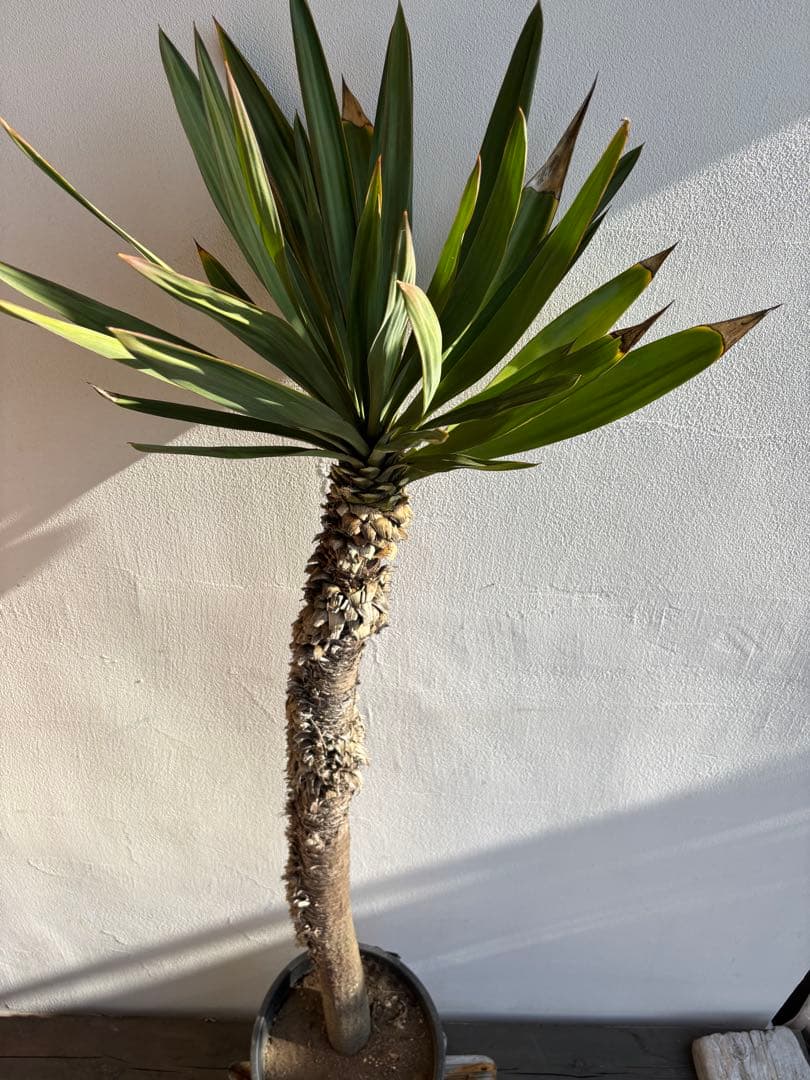 ユッカ　グロリオサ　キミガヨラン