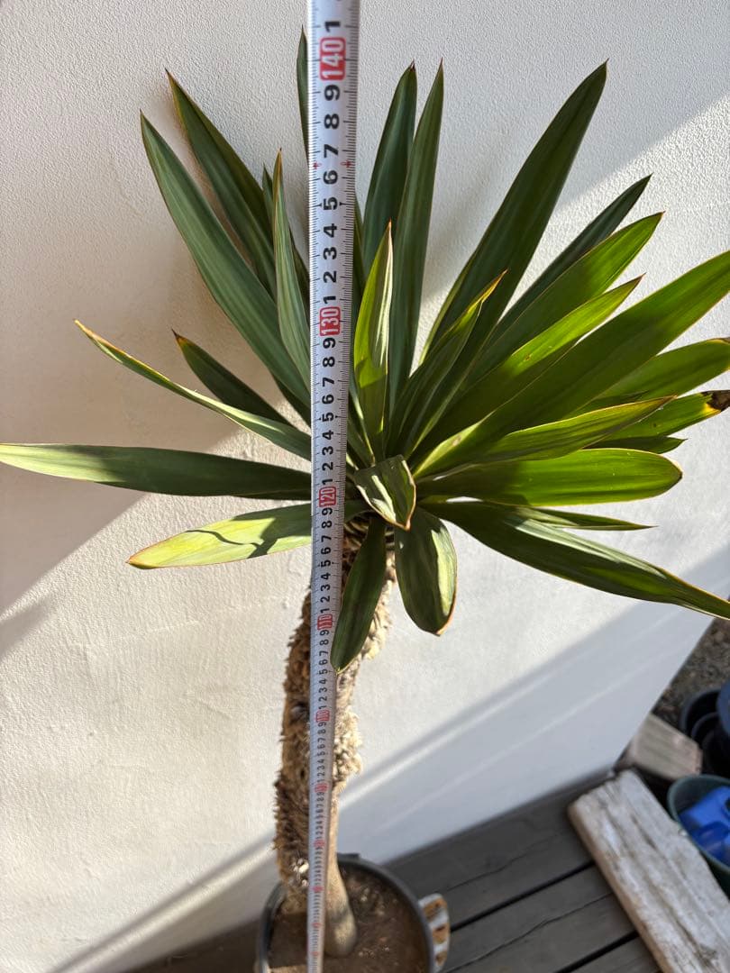 ユッカ　グロリオサ　キミガヨラン