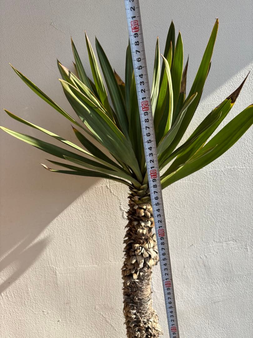 ユッカ　グロリオサ　キミガヨラン