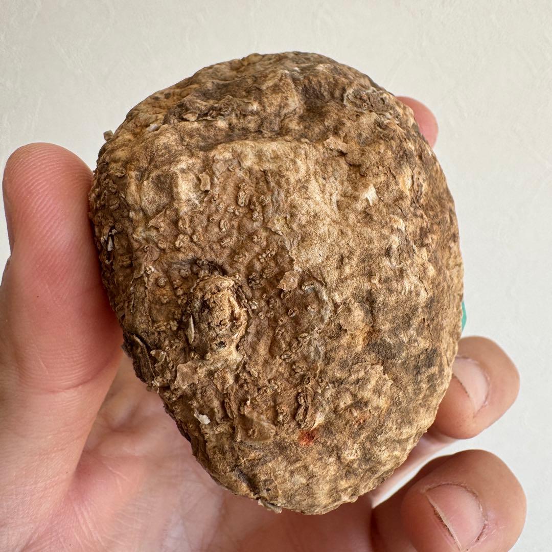 23.アデニア・オバタ 輸入直後ベアルート株　Adenia Ovata