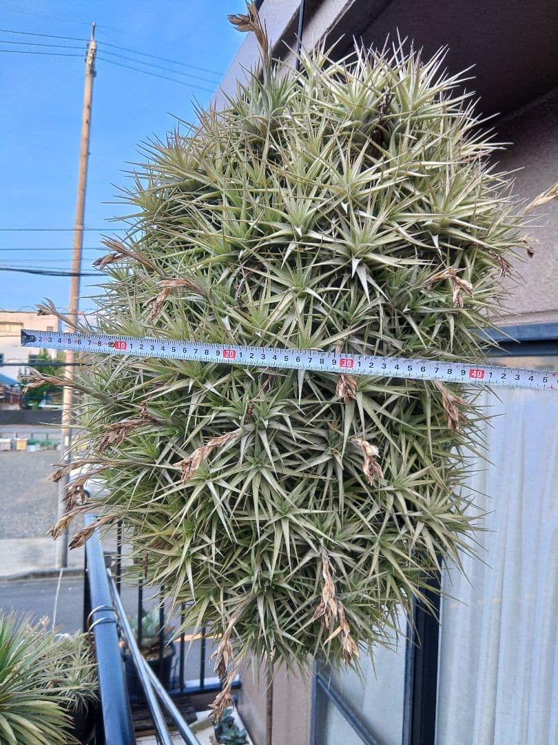 #エアープランツクランプ　ティランジア　ベルゲリー大型クランプ