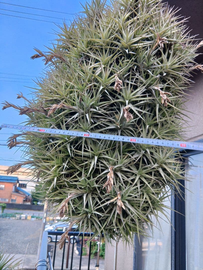 #エアープランツクランプ　ティランジア　ベルゲリー大型クランプ